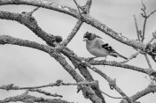 bird-g573612f35_1920