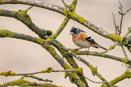 bird-g573612f35_1920