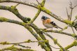bird-g573612f35_1920