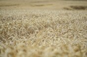 ears-of-corn-g5e631ae31_1920
