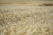 ears-of-corn-g5e631ae31_1920
